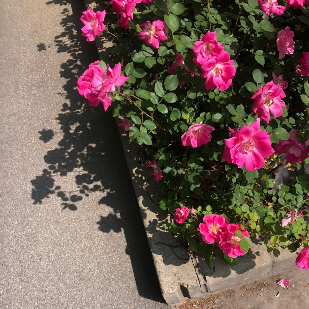 玉良