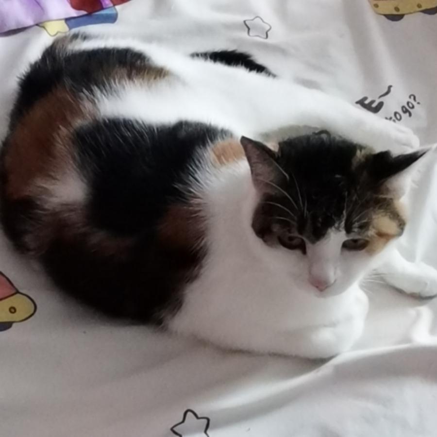 喜欢小猫