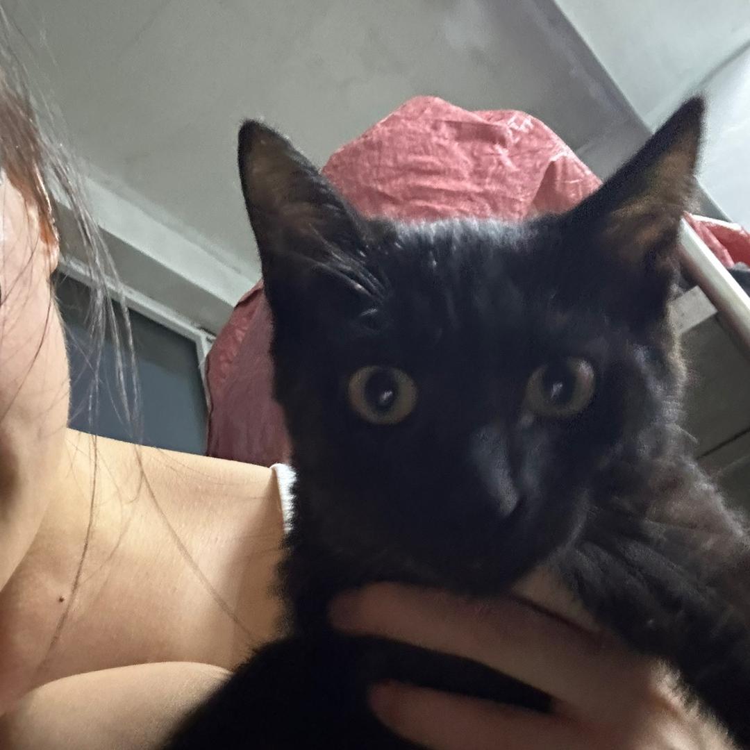 🧑‍🍳厨子与猫🐱