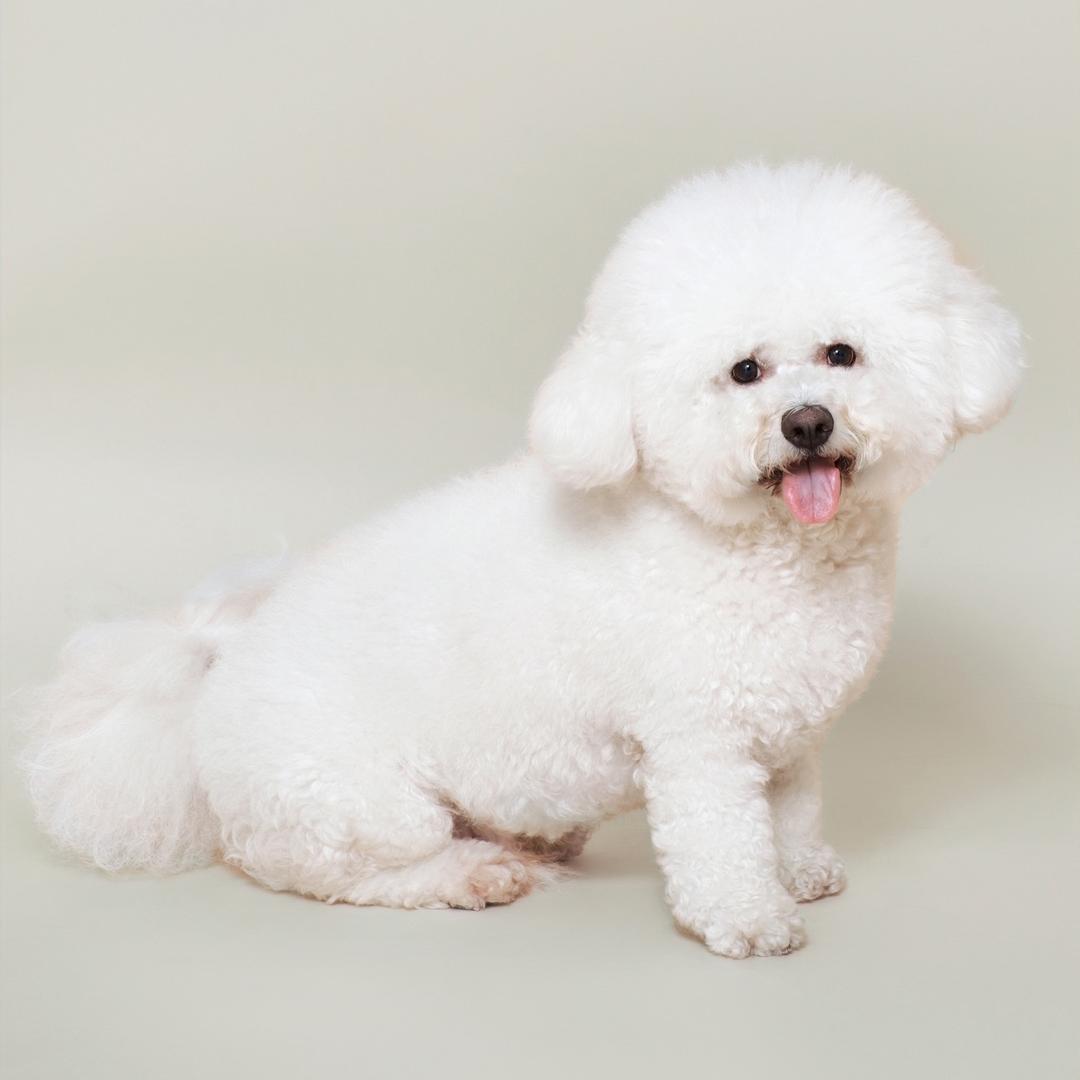 奶油是只小比熊