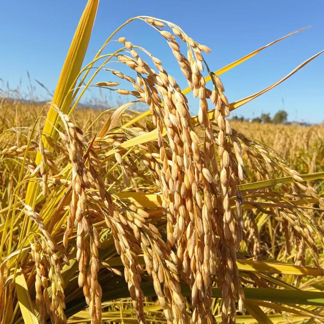 小李有好米（黑龙江响水大米）