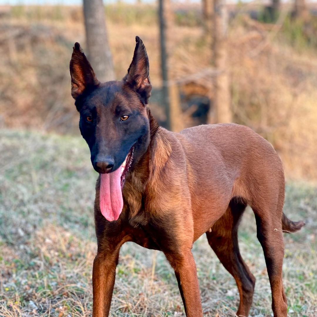 马犬妞妞