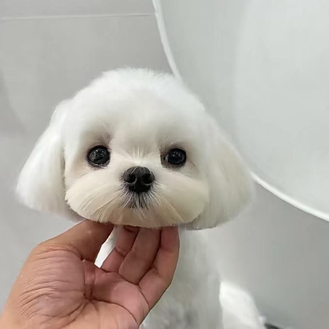 优宠生活