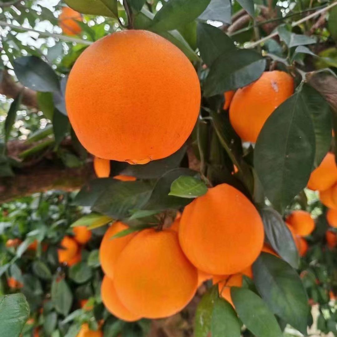 季遇🍊鲜果