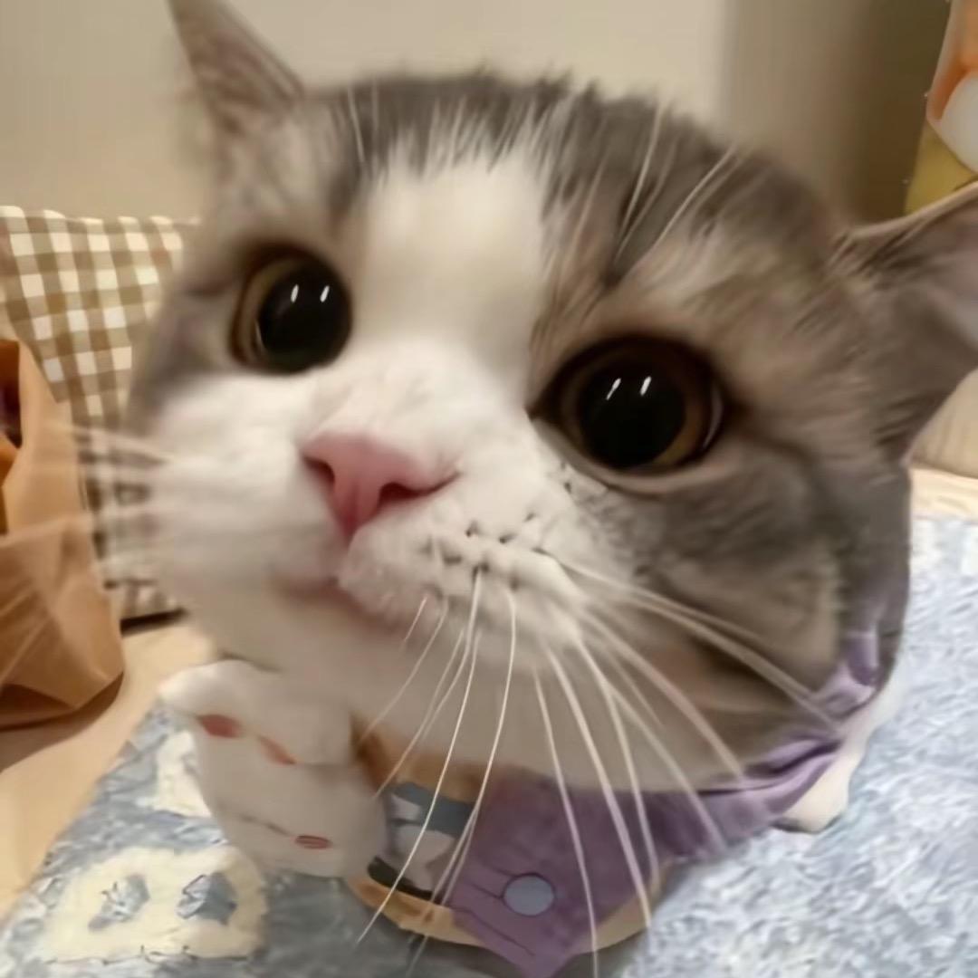 梨星眠