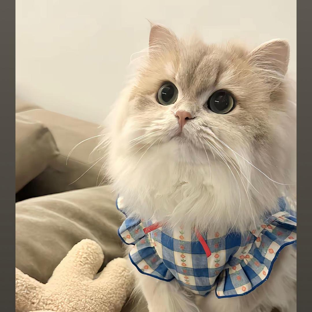 开心鬼
