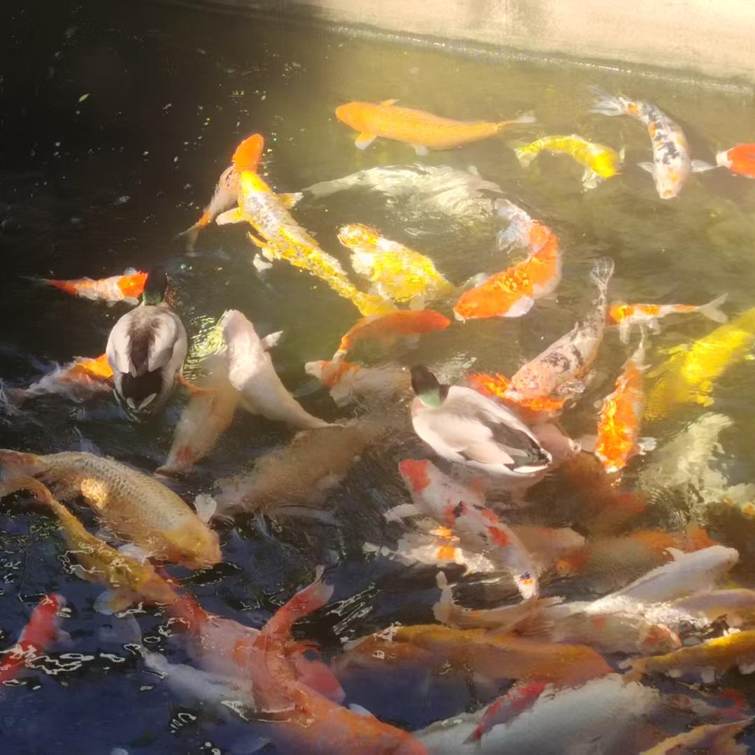 朝阳启蒙