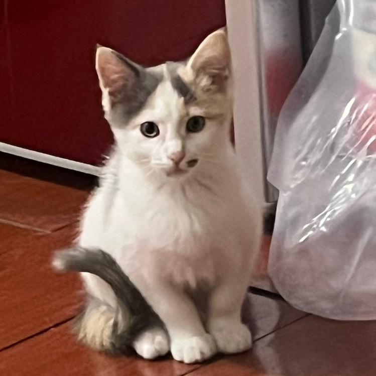 棉花公寓-铲屎小达人