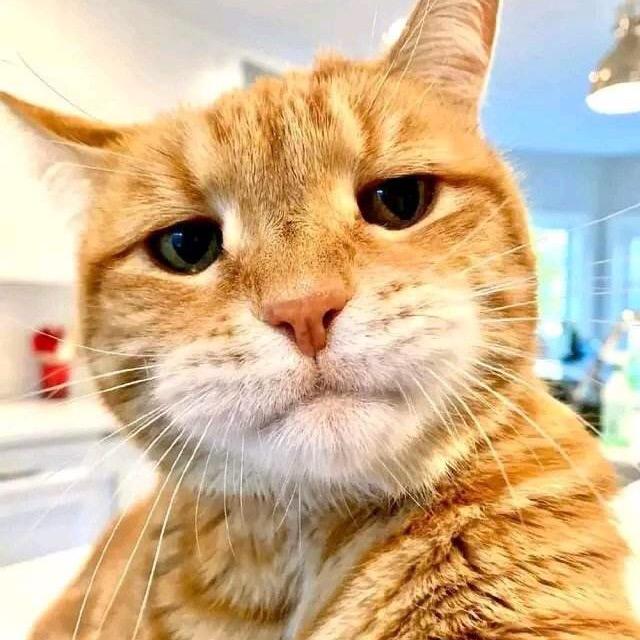 鑫锋五金建材娜娜宠粉号