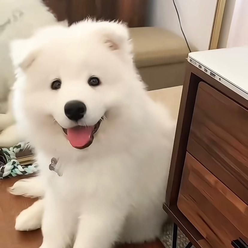 棠凌