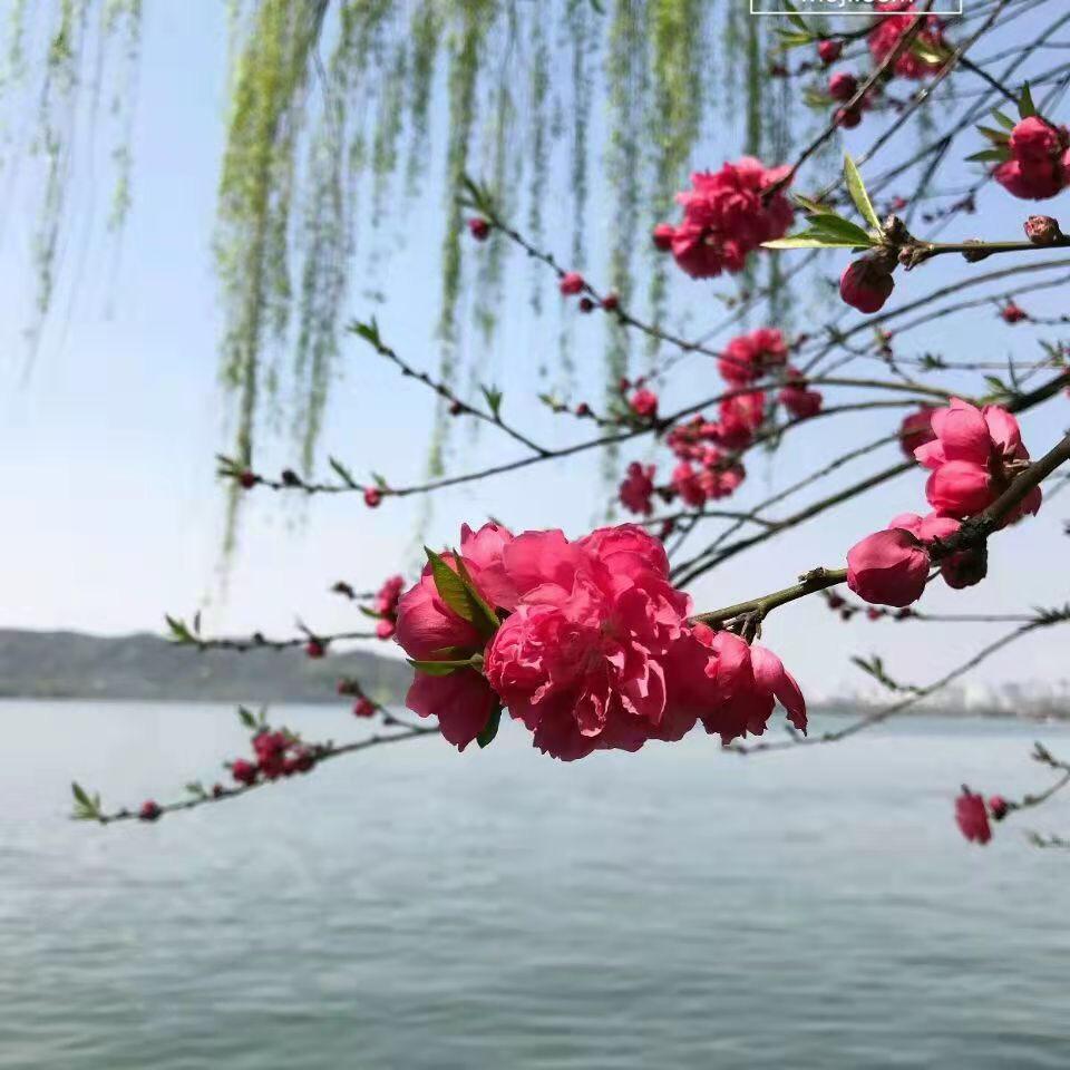 小香
