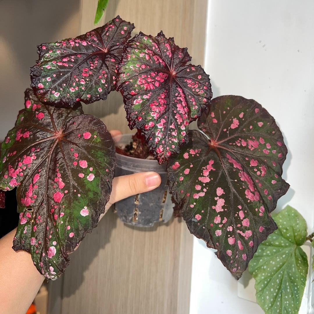 鑫植花卉园艺