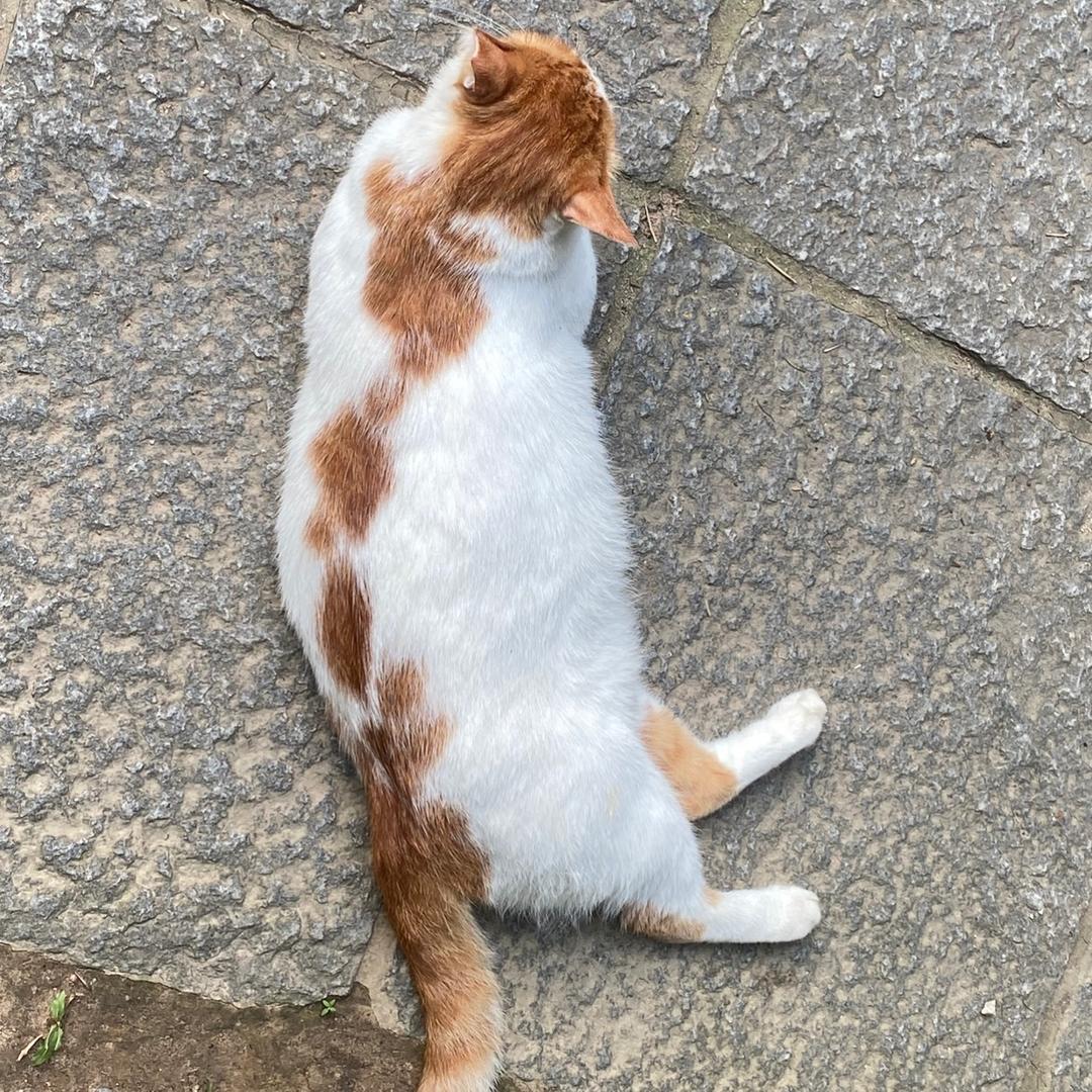 裘裘