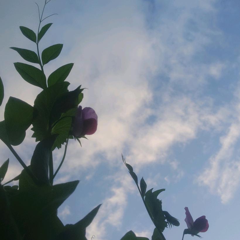 兰桂齐芳′