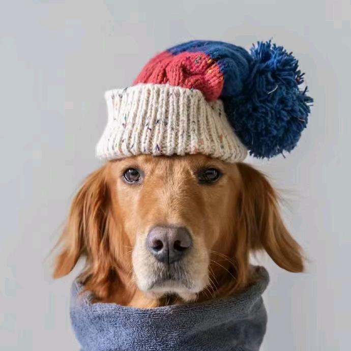 我的胖狗叫红茶