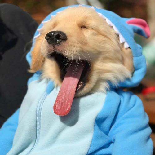 川漾润宠物用品