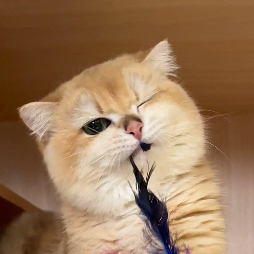 姚姚の猫