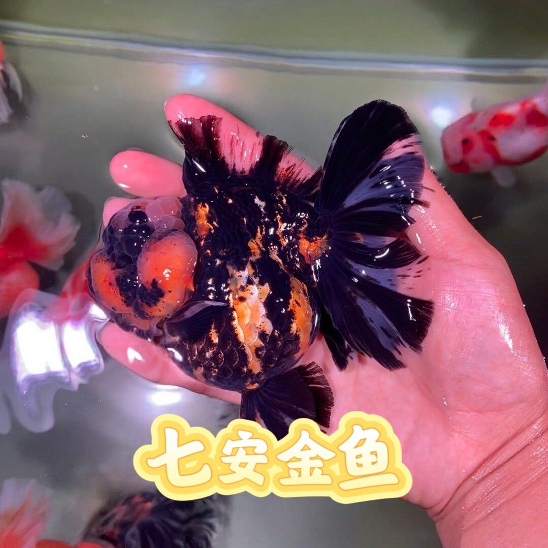 七安金鱼
