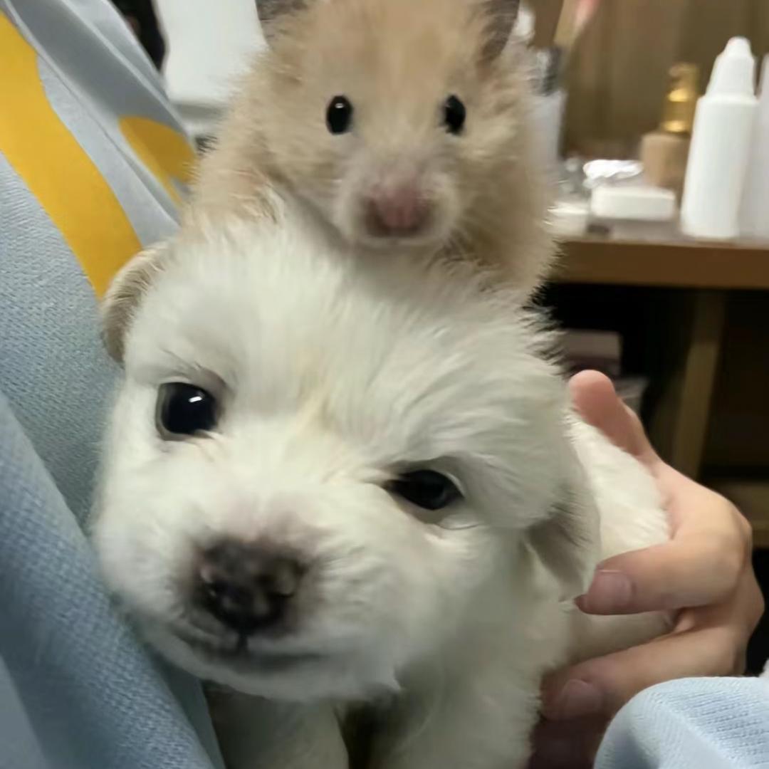 小蓉宝