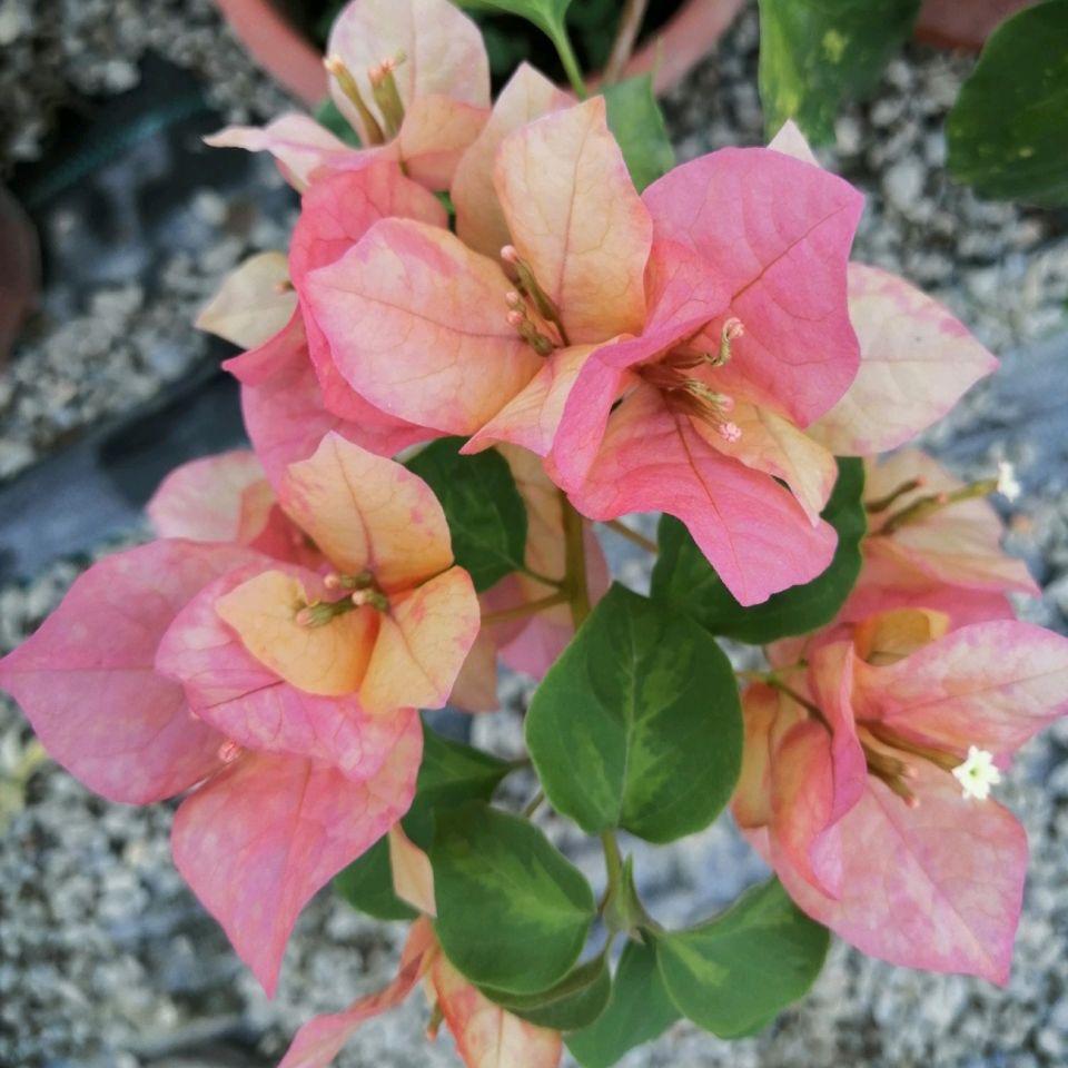 听花开三角梅优选