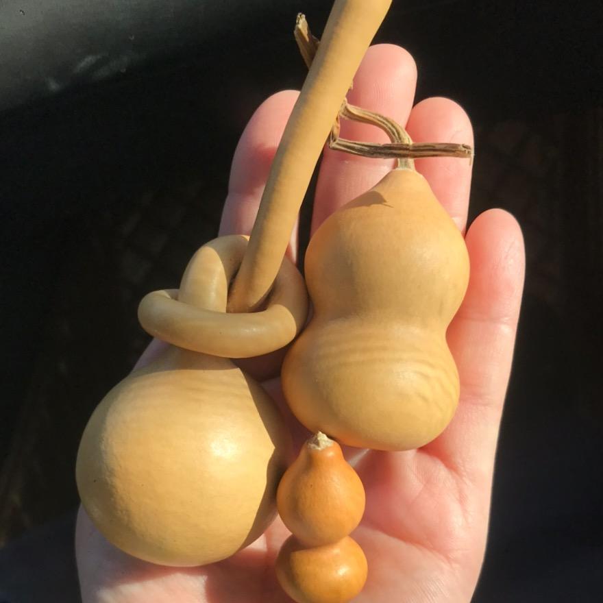 昊阳葫芦一号厅