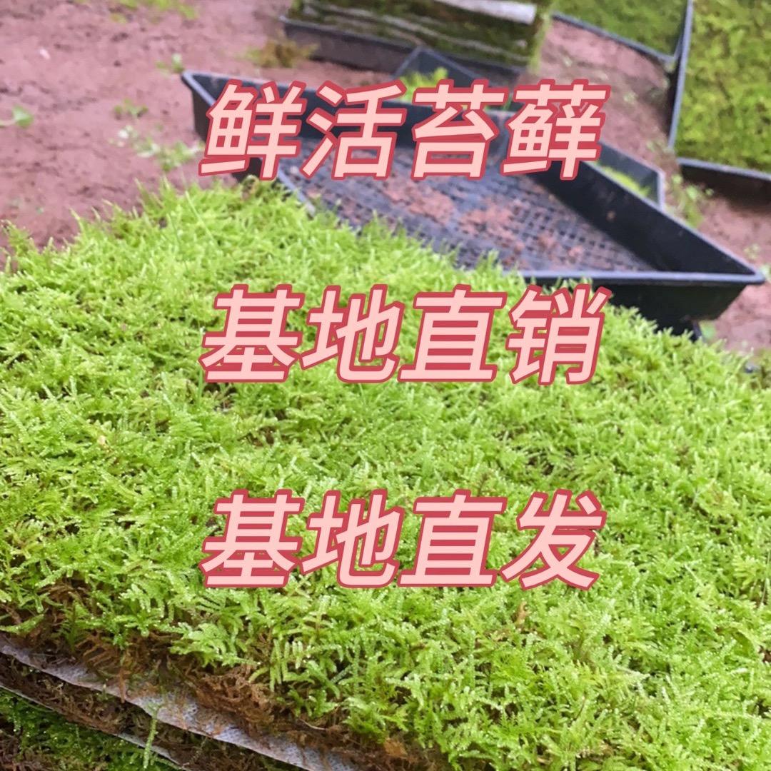 淇芮苔藓