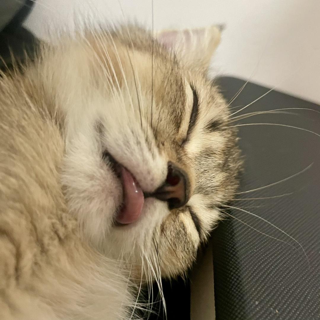 摆鱼