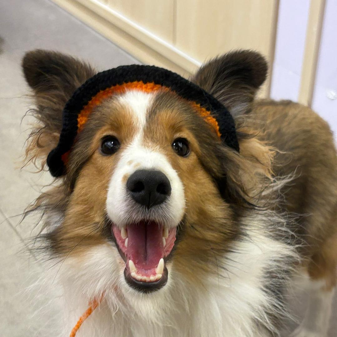 面包包和她的朋友们