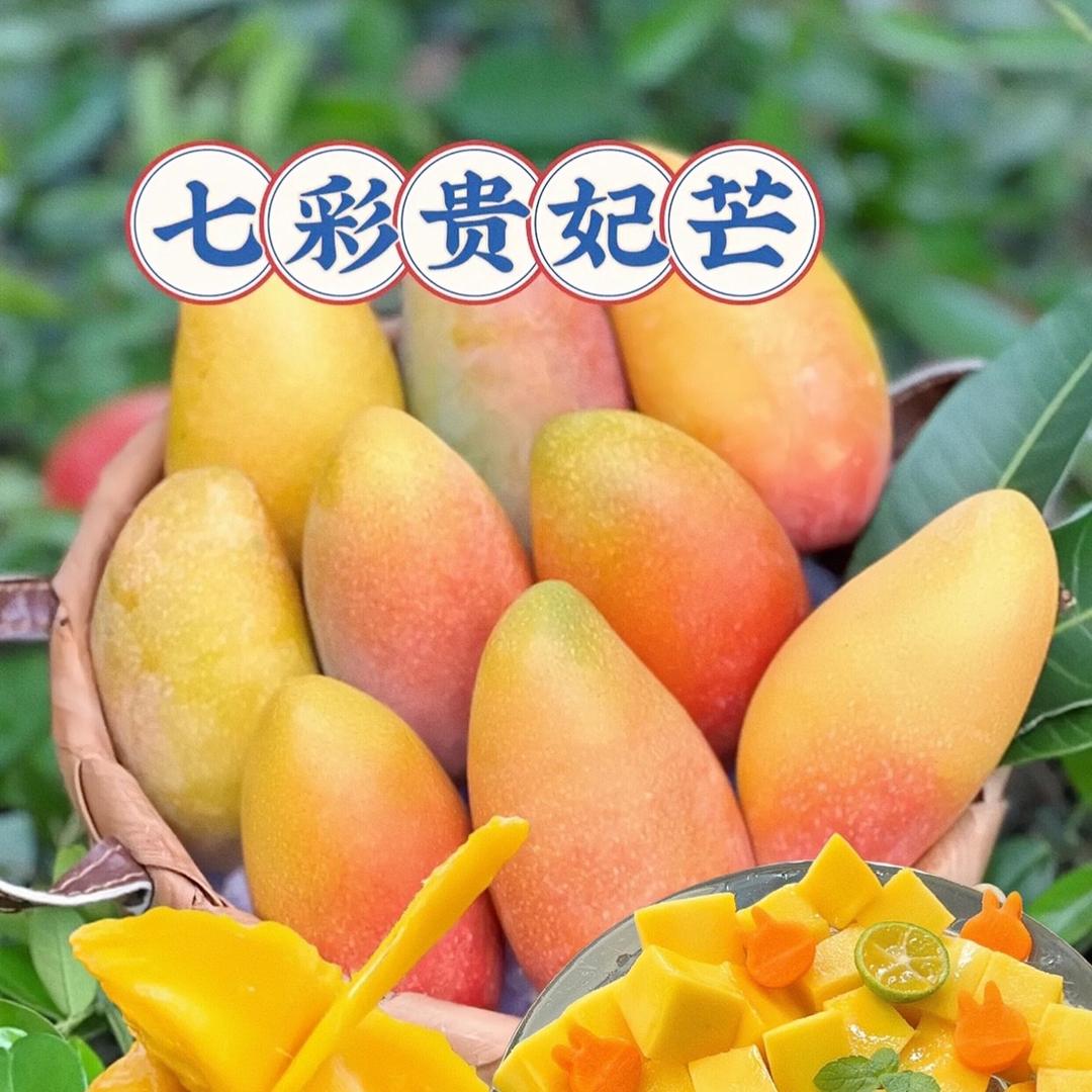 农业直发芒果