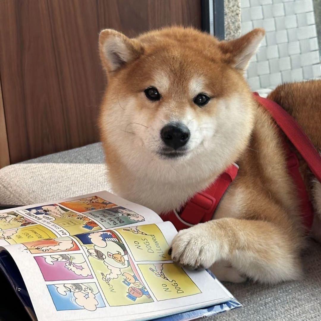 0基础考执兽