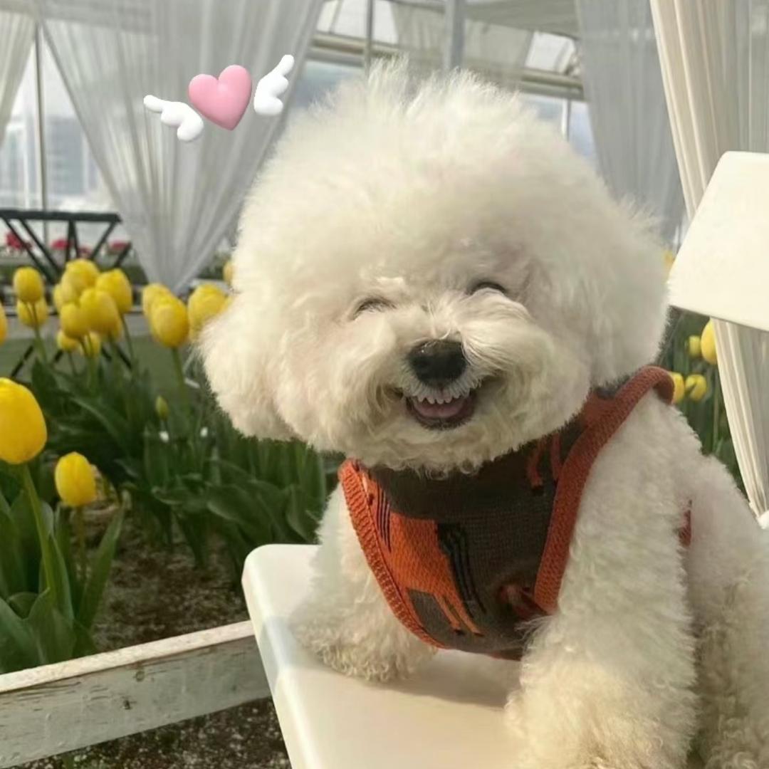 喜猫喜狗宠物店官方号