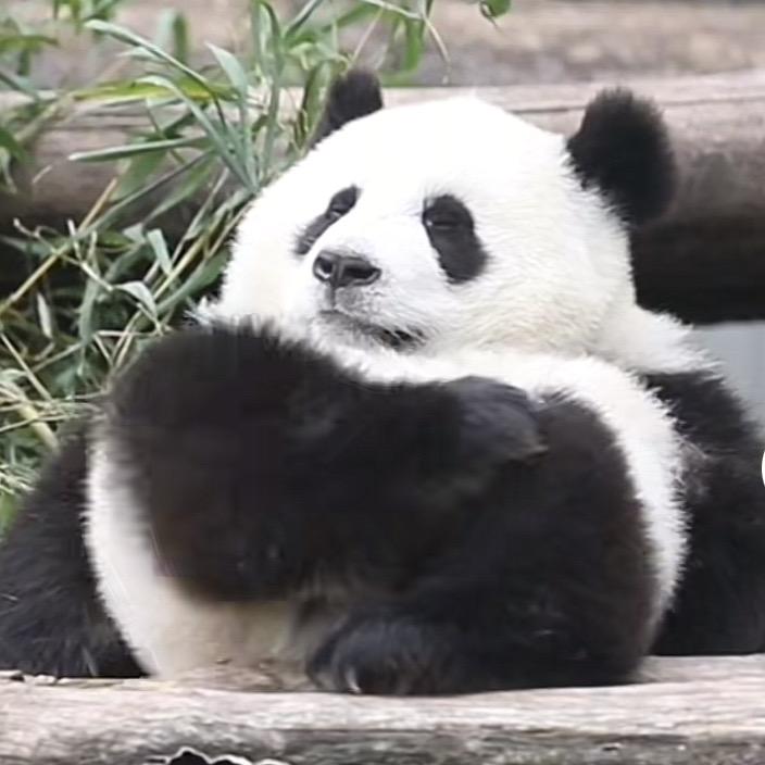 大胖子摩西