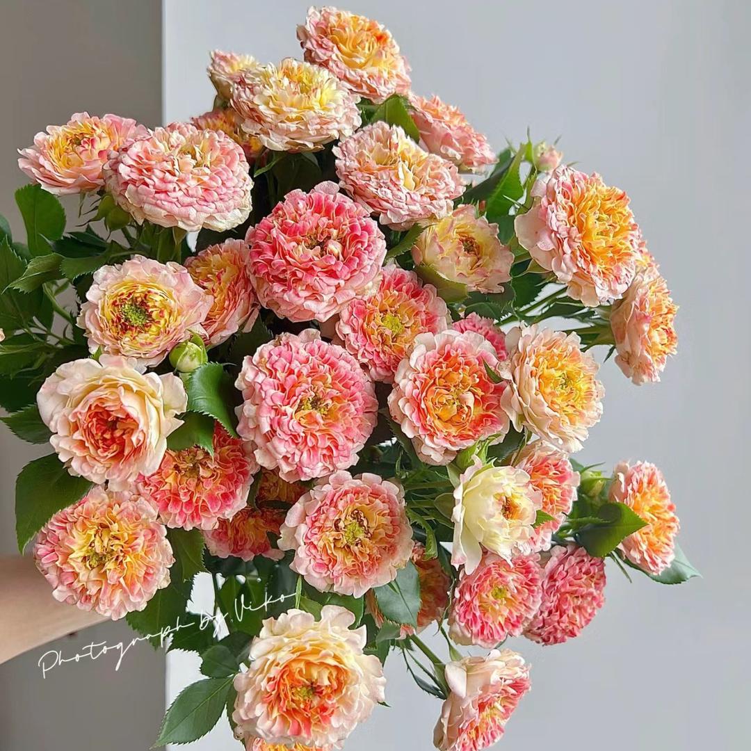 花晓柒(弟弟版)