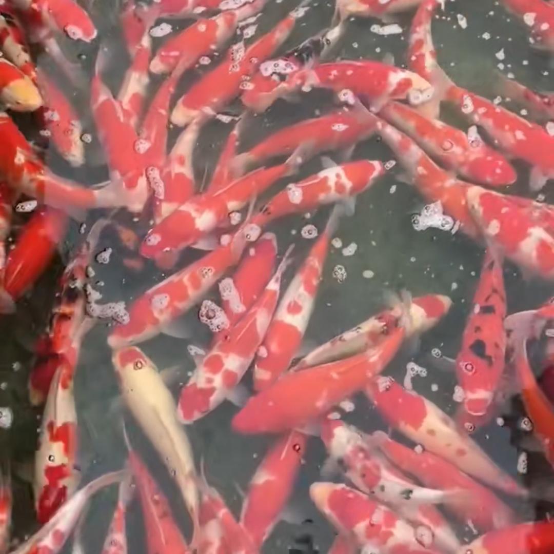 鱼源水产