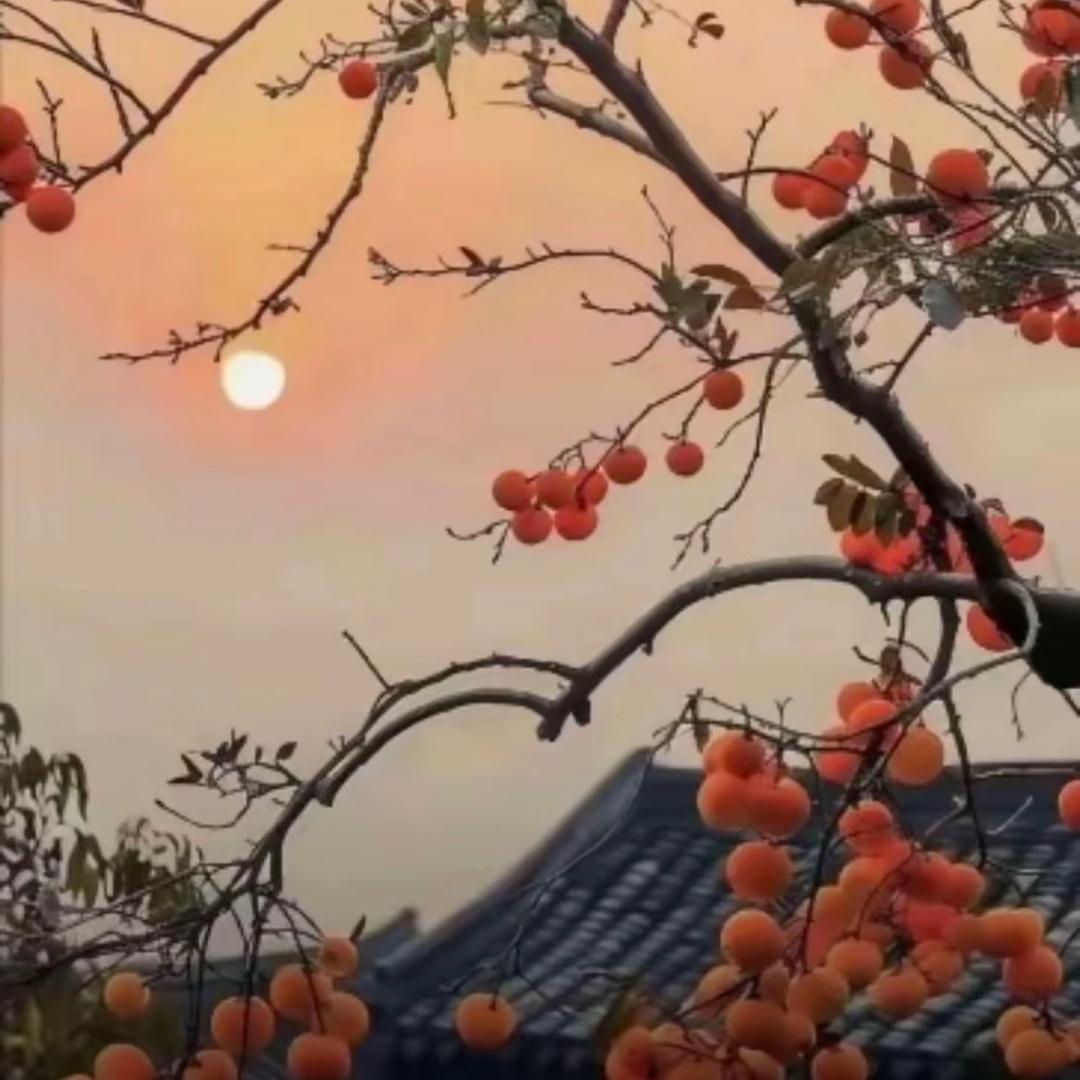 向日葵🌻