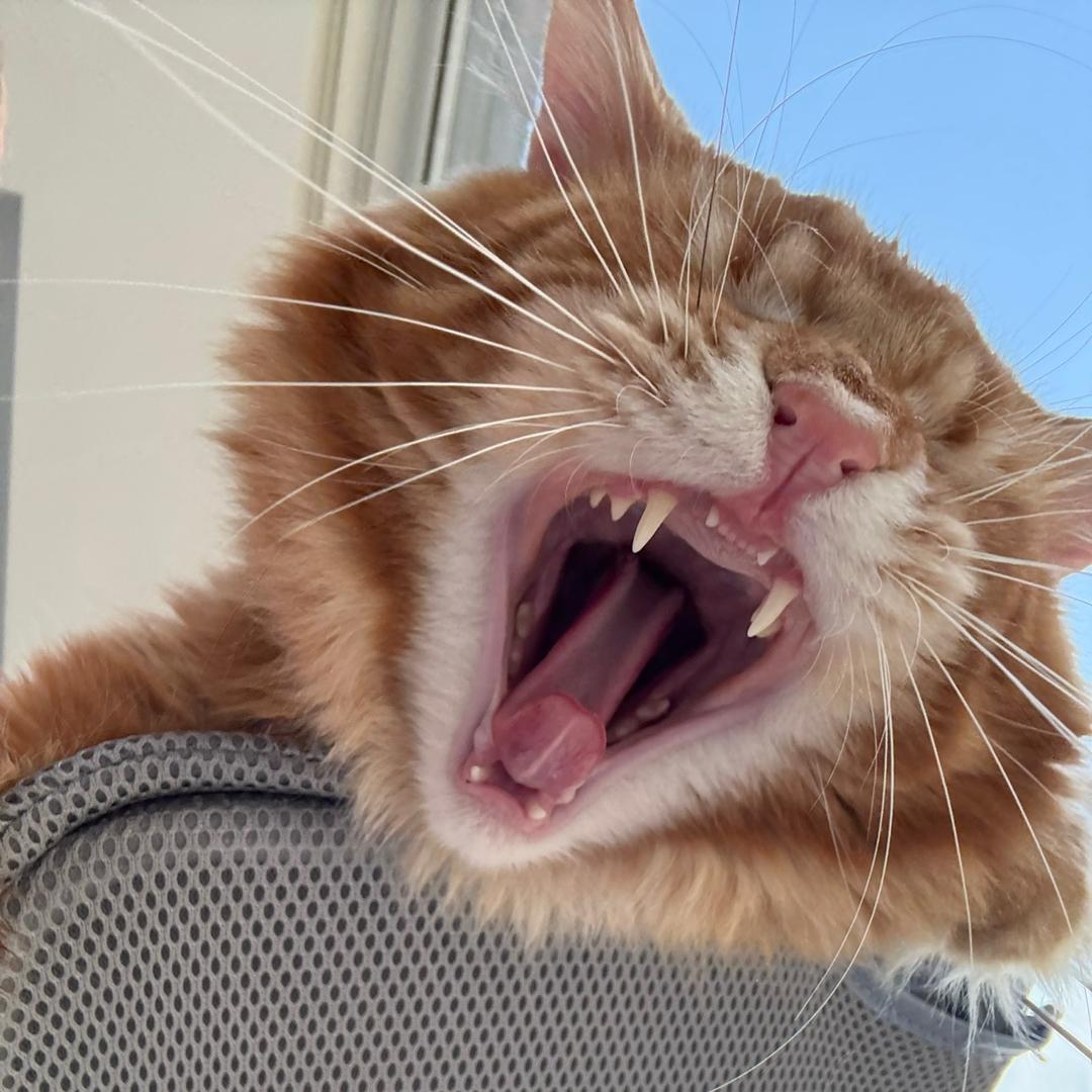 小露姐的喵喵们