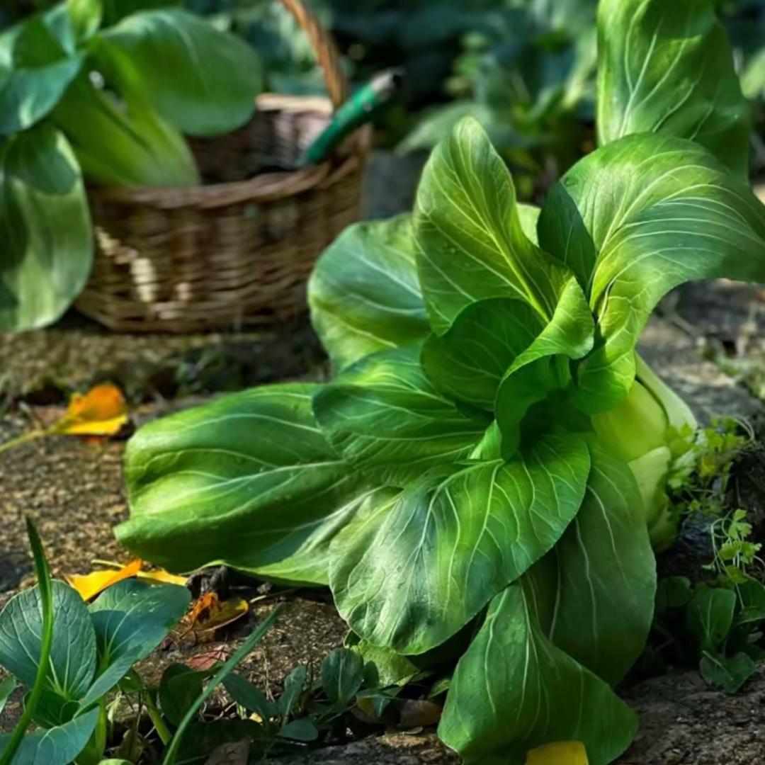 博洛林生物农资