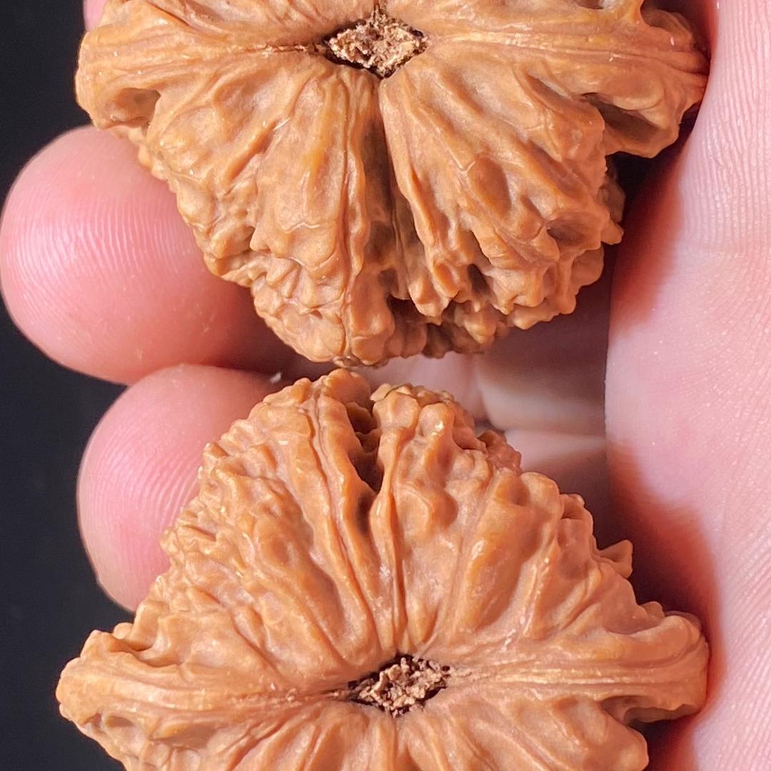 青皮核桃2