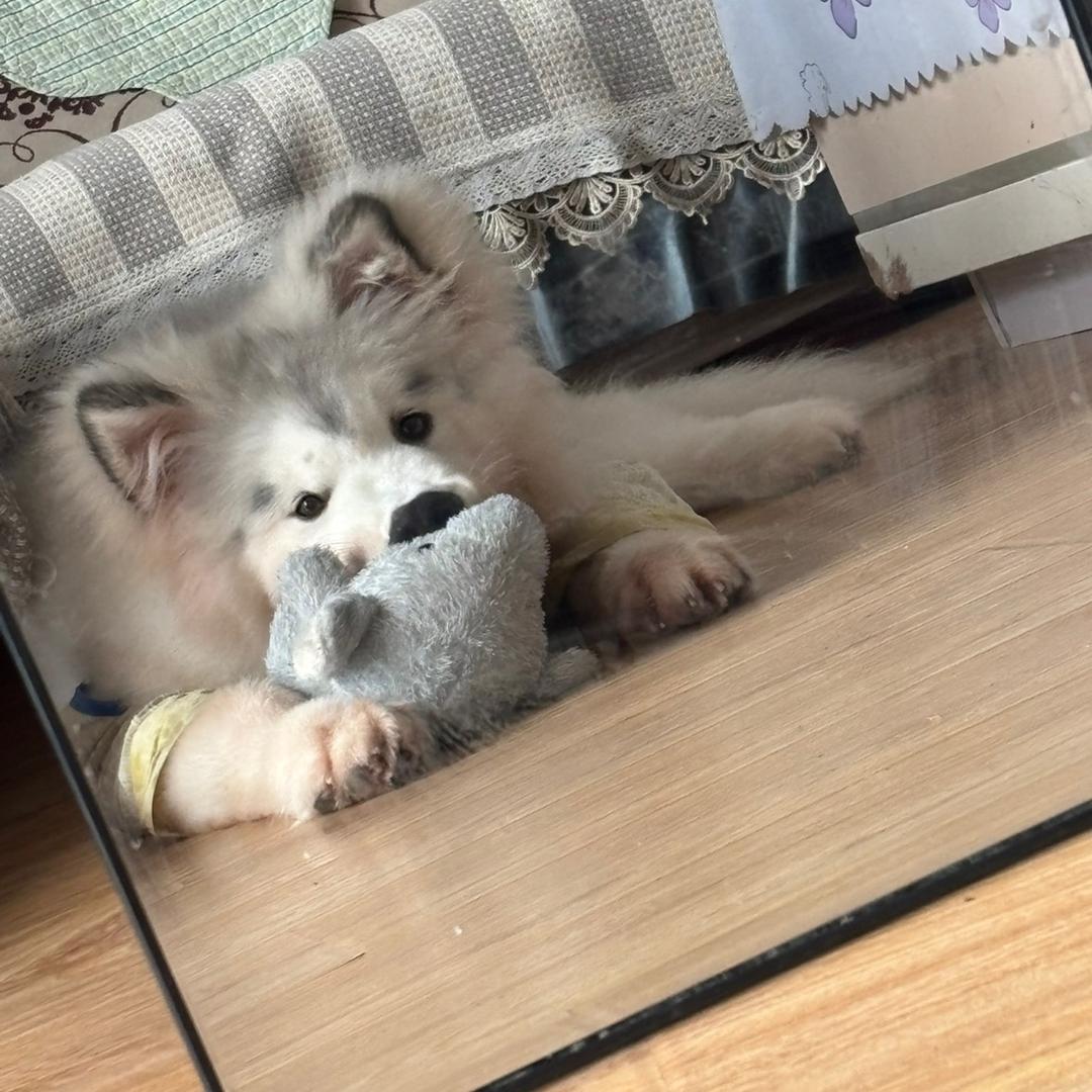 禧禧乐乐❤️