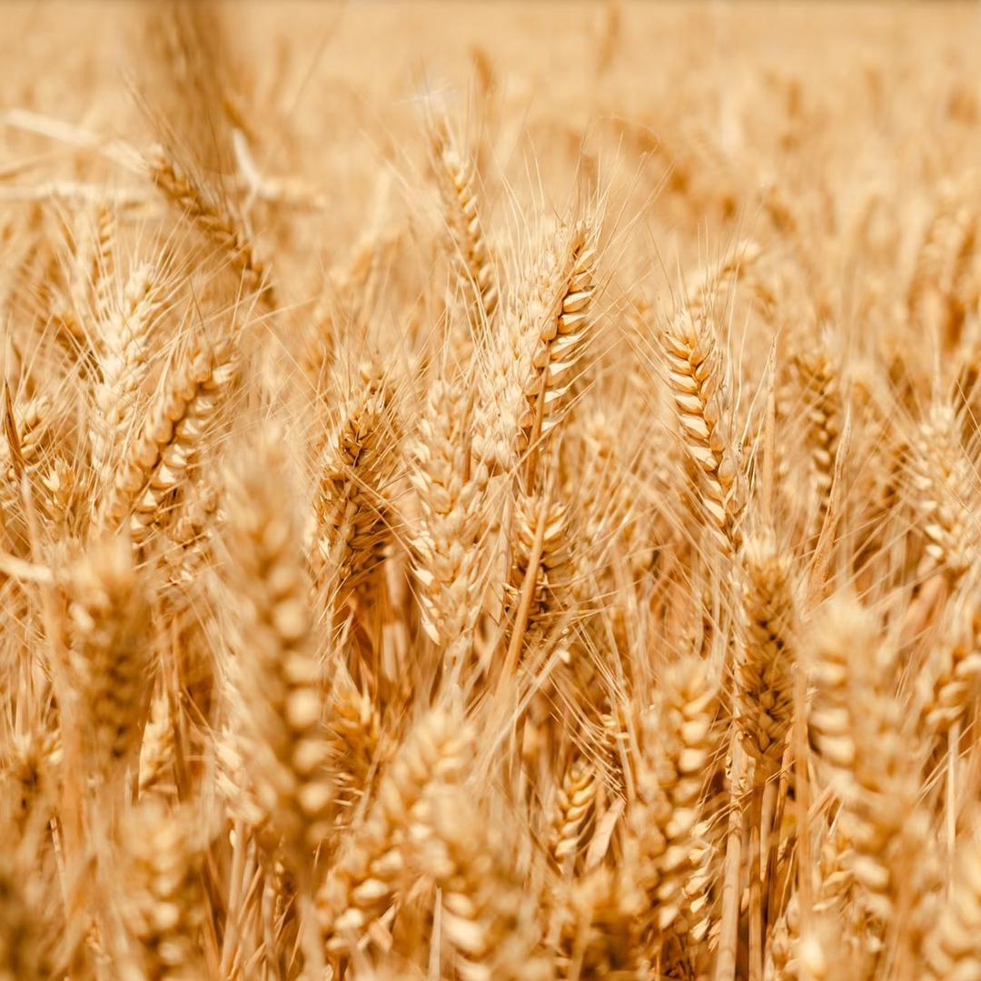 小麦高产有技巧