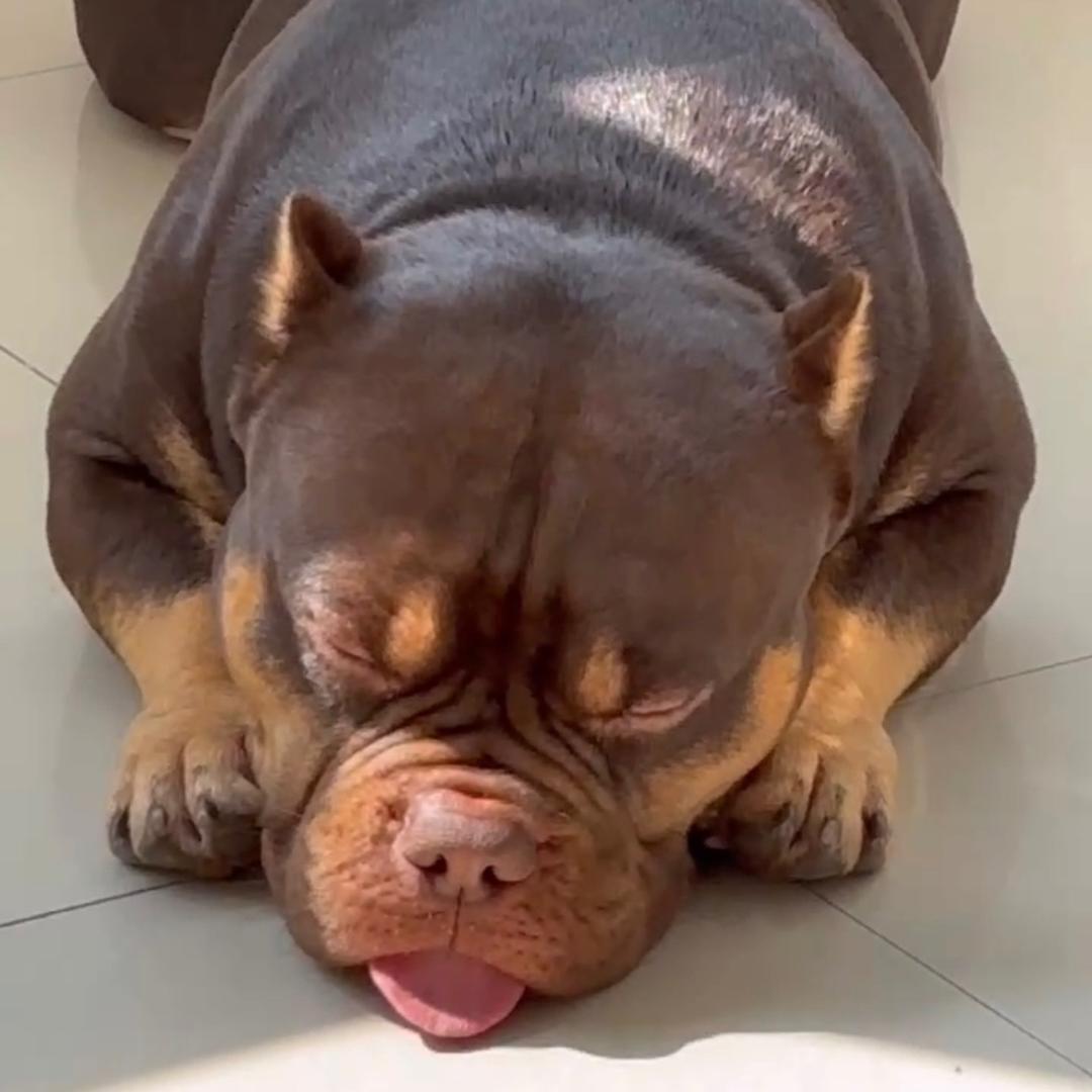 大壮🐶