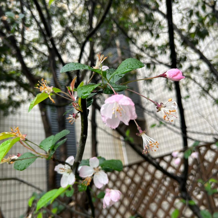 糖糖优选