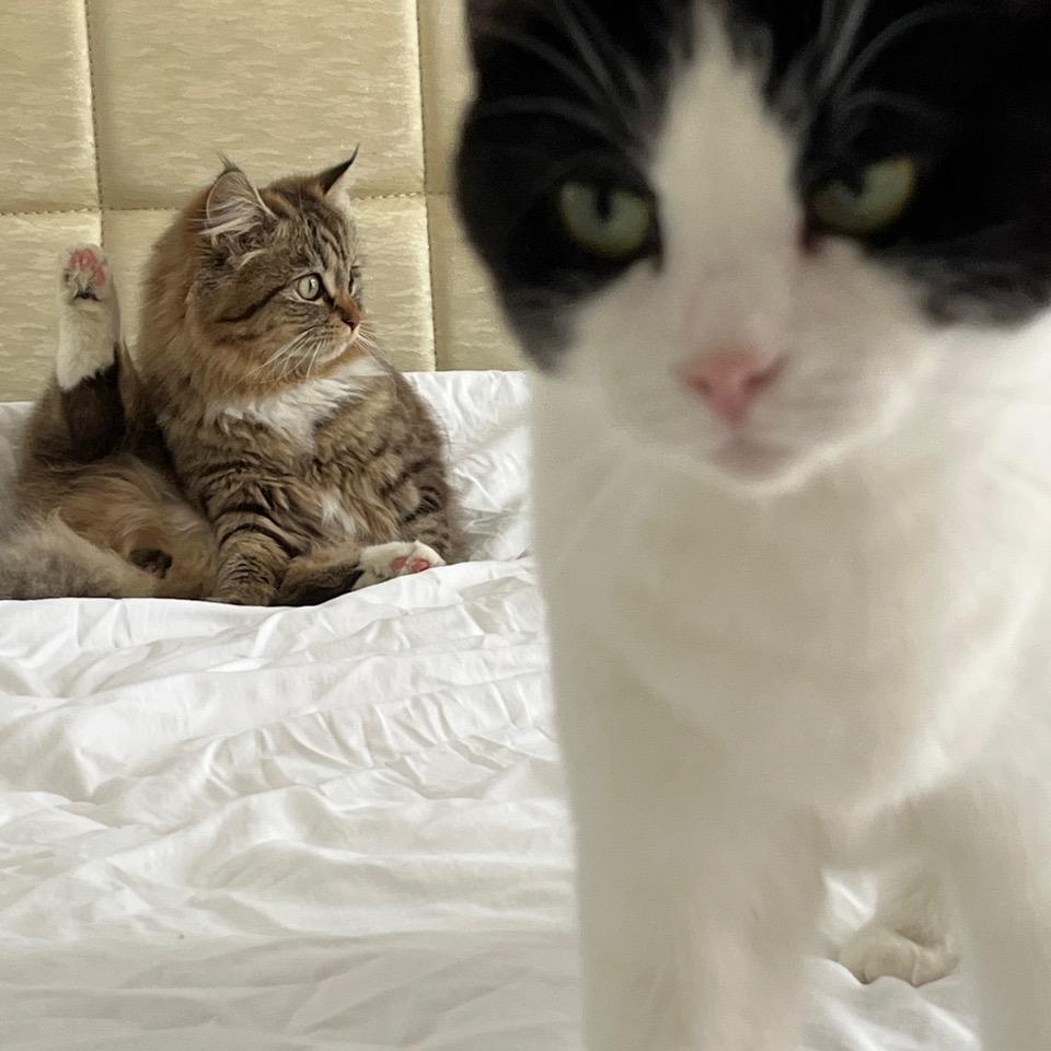 没头脑和不高兴