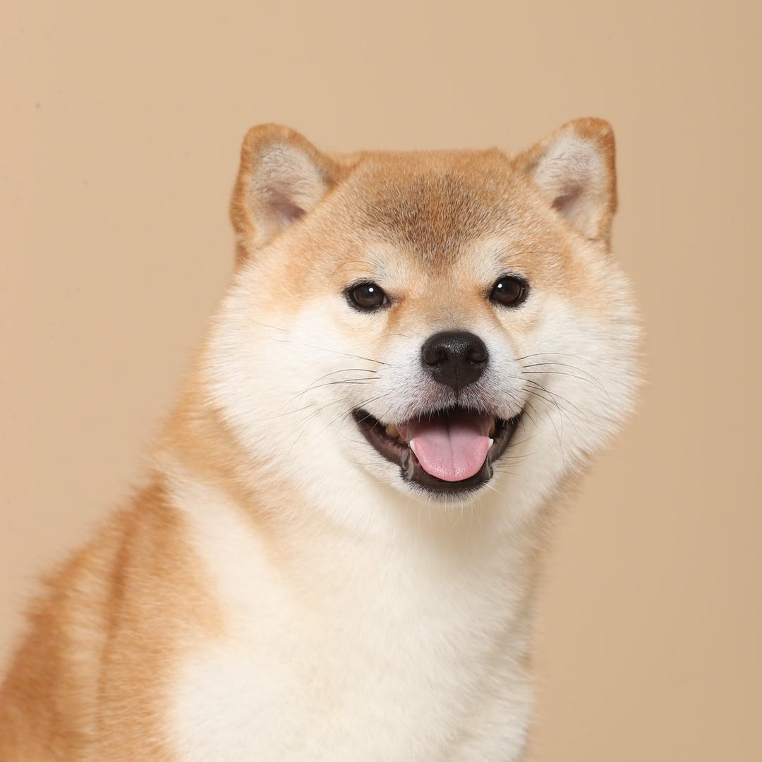 柴犬十五