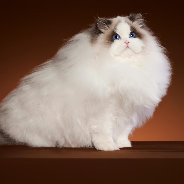 董布偶猫舍