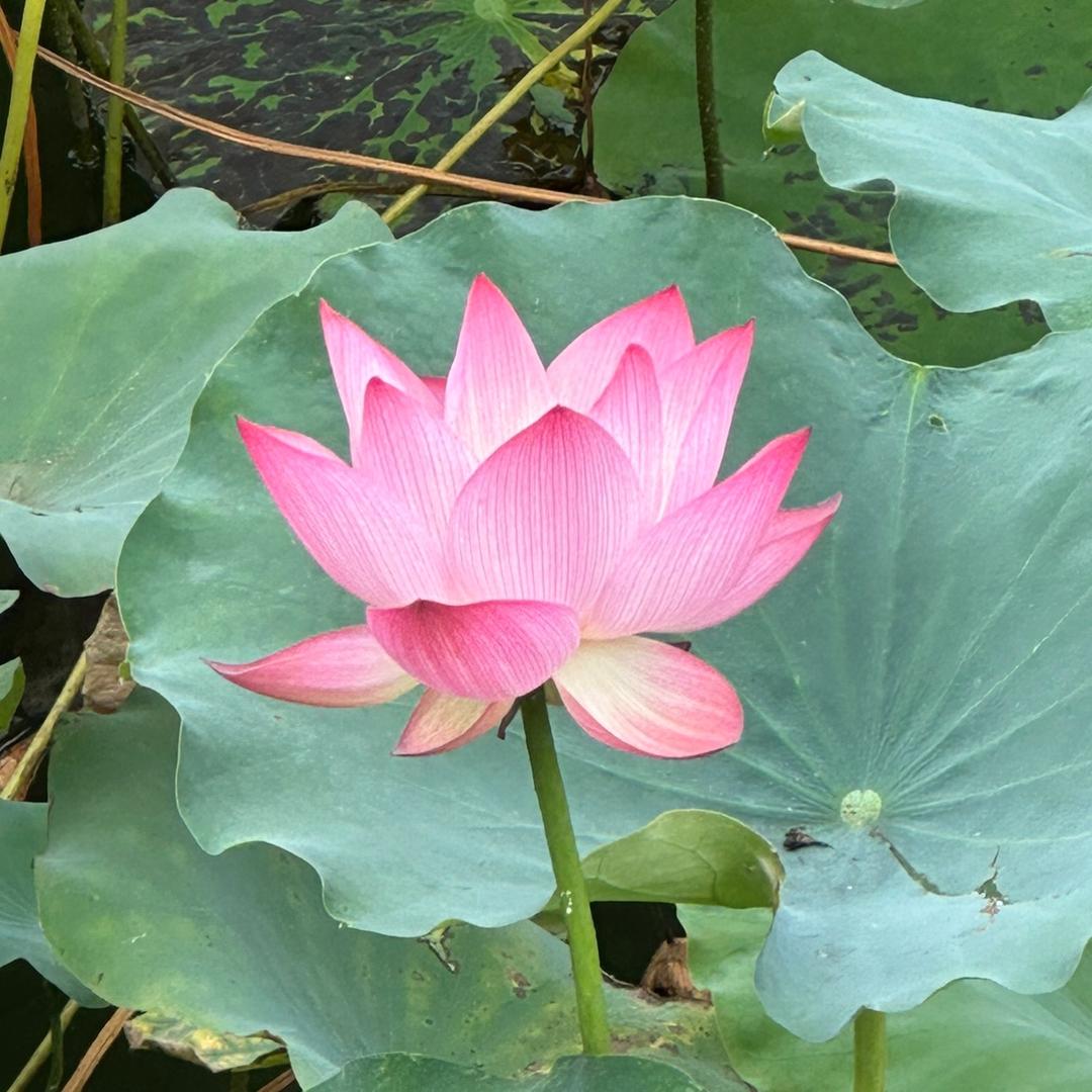 吃个鸡爪挠痒痒