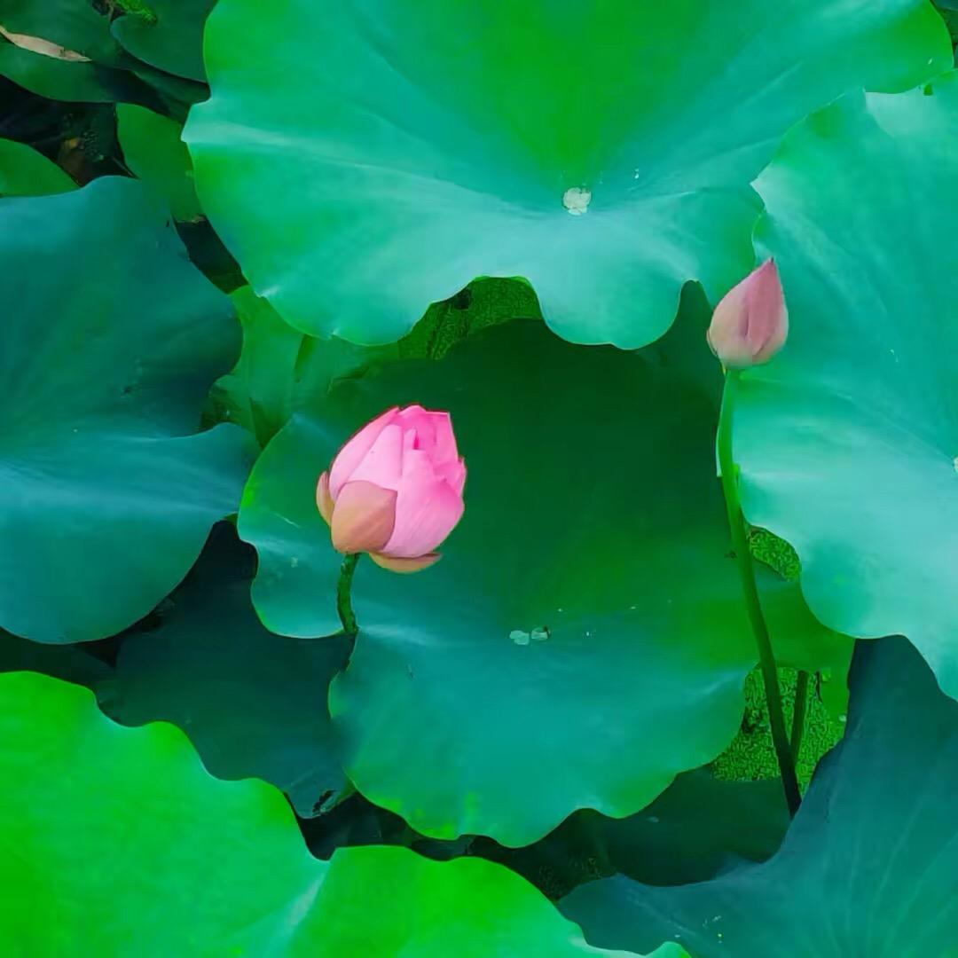 芋泥不加糖