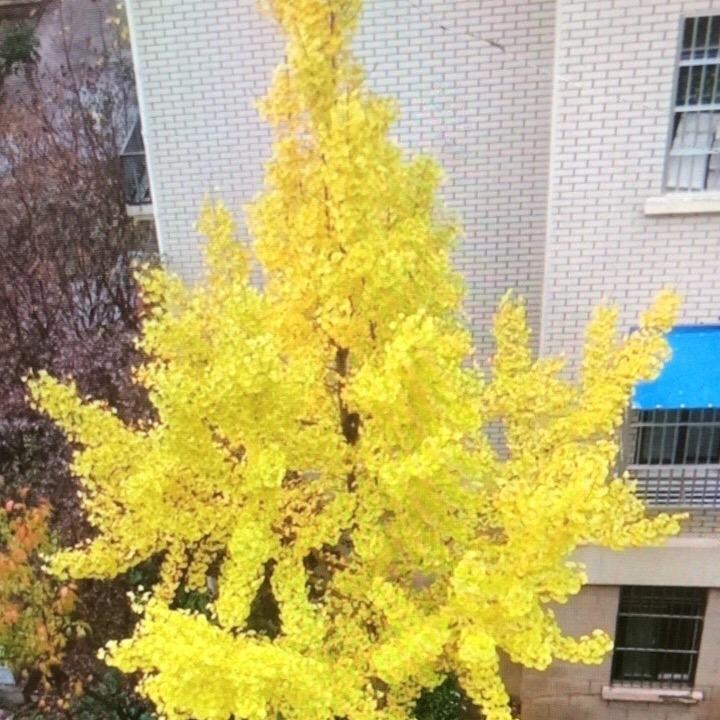 叶子🐥
