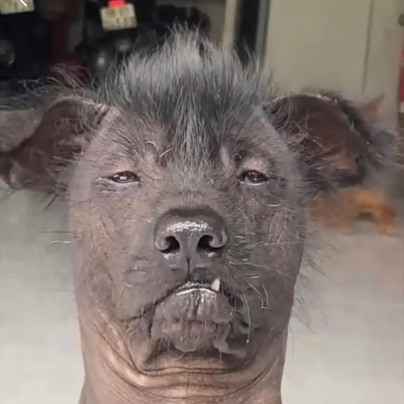 麻粒佬港货