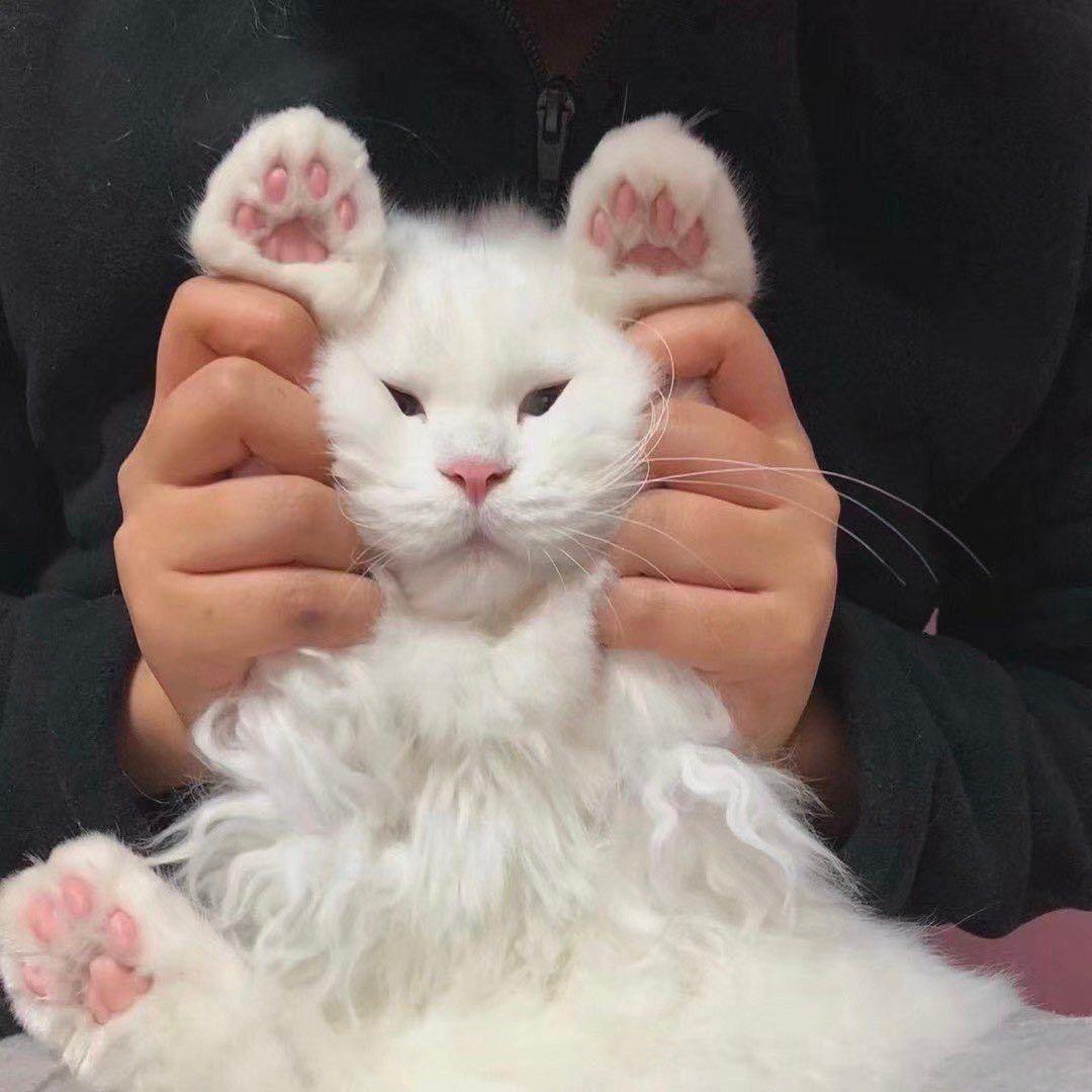 小十七